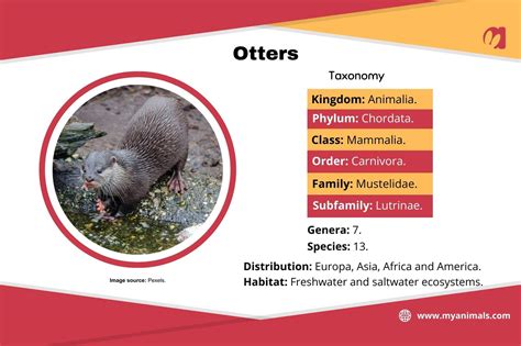 The Characteristics, Behavior, and Habitat of the Otter - My Animals