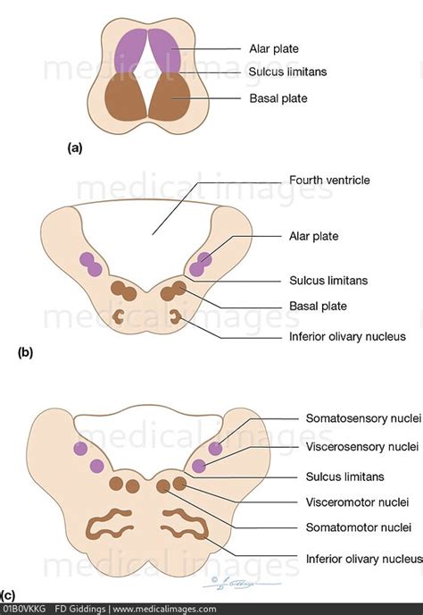 STOCK IMAGE, illustration of medulla development within the embryo at ...