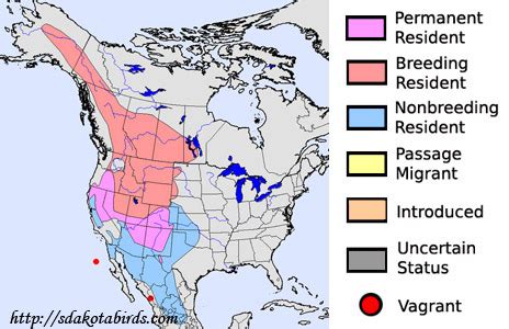 Mountain Bluebird - South Dakota Birds and Birding