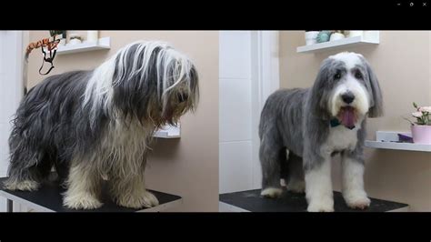 DOG GROOMING | How to Groom a Bearded Collie - YouTube