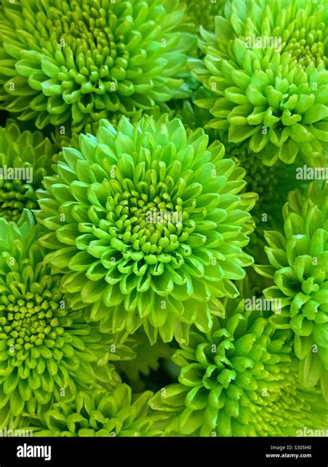 Beautiful bouquet of fresh green dahlia blossoms Stock Photo - Alamy