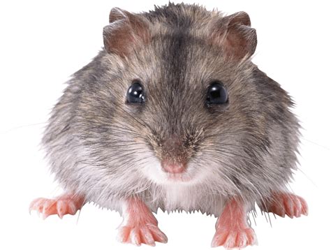 Maus Front transparente PNG - StickPNG