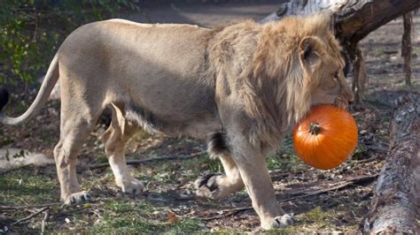 Winnipeg zoo animals get in Halloween spirit - Manitoba - CBC News