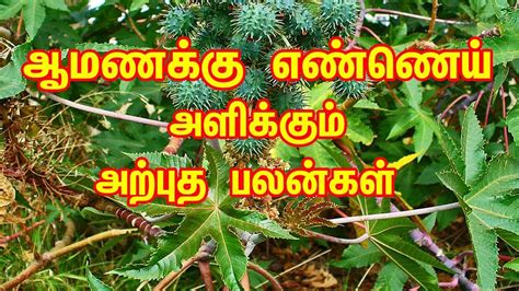 Castor Oil Benefits In Tamil - Dinomarkon1