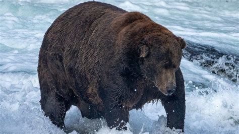 Fat Bear Week 2022 winner crowned at Katmai National Park despite ...