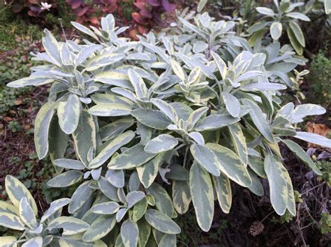 Variegated Sage - You Can Grow That! - pegplant