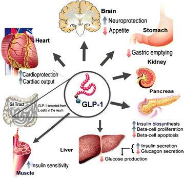 Physiology of GLP-1 secretion and action on GLP-1 receptors in... | Download Scientific Diagram