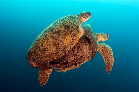 MATING GREEN SEA TURTLES Chelonia mydas MALAYSIA. – Deep Sea News