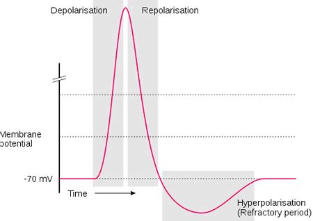 Absolute Refractory Period Ecg