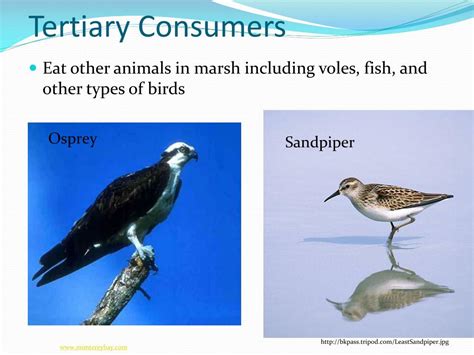 PPT - Food Chains and Food Webs PowerPoint Presentation - ID:294430