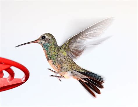 Free photo: hummingbird, flying, feeder, wildlife, nature, flight, wings | Hippopx