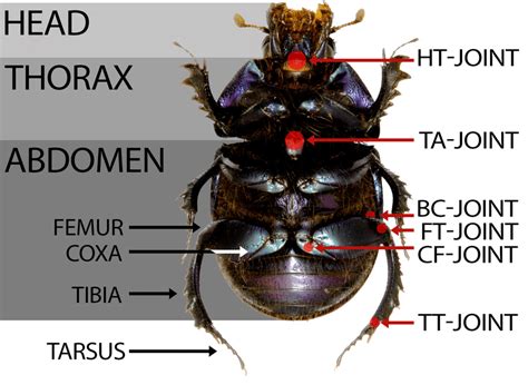 Body part and joints of the Geotrupes stercorarius. Leg parts are ...