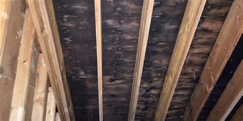 Attic Mold, But How? Mold Removal Illinois & Northwest Indiana