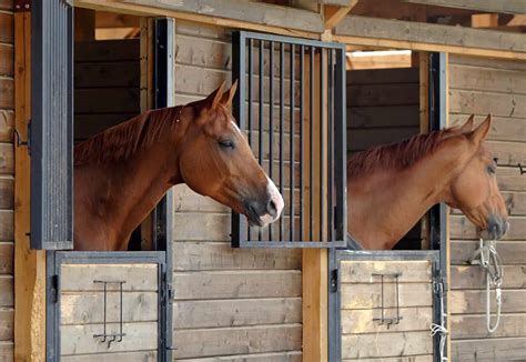 Choosing a Boarding Stable – The Horse