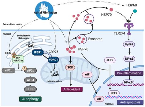 Cells | Free Full-Text | Role of Heat Shock Proteins in Atrial Fibrillation: From Molecular ...