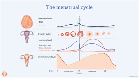 Key Insights on Female Hormone Functions: Wellness Tips