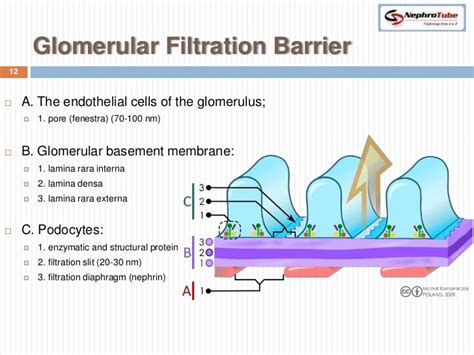 21 Images Glomerular Basement Membrane Function - basement tips