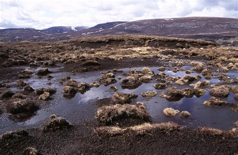 Blanket bog is a type of peatland found in only a few parts of the world. One of our most common ...