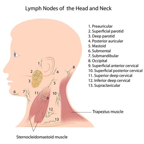 Bumps, ridges, and soft spots on a baby's head. When should you worry ...