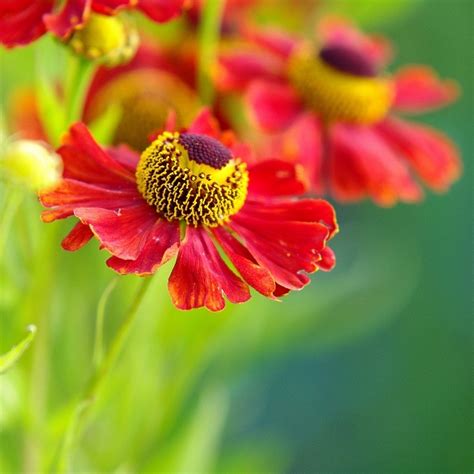 Helenium | Planting flowers, Flower garden plants, Beautiful blooms