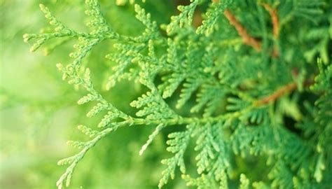 Varieties of Juniper Shrubs | Garden Guides