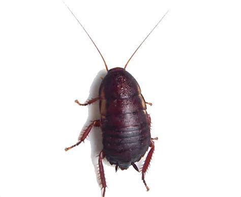 Florida Woods Cockroach – Brock Pest Control