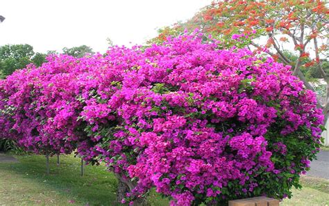 BOUGAINVILLEA FOR SALE NORTH FORT MYERS