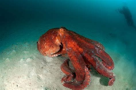 8 Jenis Gurita (Octopus) Paling Keren di Dunia | Si Binatang