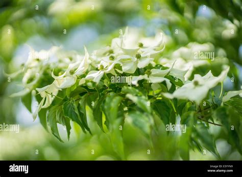 Kousa dogwood flowers close up Cornus kousa Stock Photo - Alamy