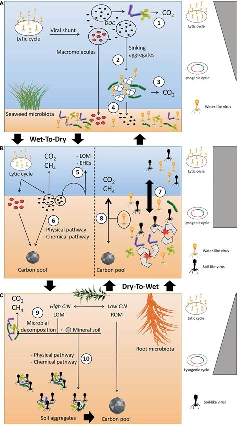 Frontiers | Implication of Viral Infections for Greenhouse Gas Dynamics in Freshwater Wetlands ...