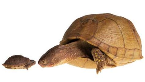 Facts About Land Turtles | Animals - mom.com