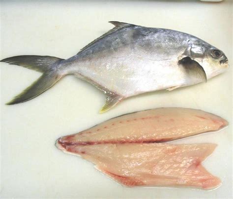 Pompano fish facts and health benefits