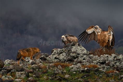 Fight Jackal with Group of Vultures. Griffon Vulture, Gyps Fulvus, Big Birds of Prey Sitting on ...