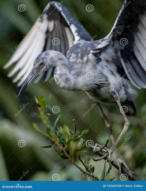 Little Blue Heron in Florida Stock Photo - Image of house, harbor: 122222190