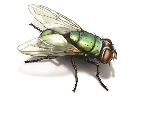 What are Green Bottle Flies? | Identify Green Bottle Flies | Orkin