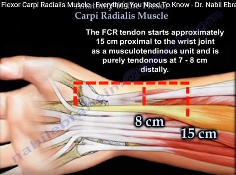 Anatomy of the Flexor Carpi Radialis — OrthopaedicPrinciples.com