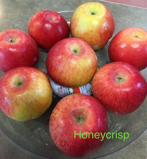 APPLE ‘HONEYCRISP’ – Morden Nurseries & Garden Centre