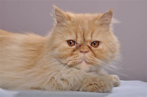 Red Persian cat stock photo. Image of mammal, beautiful - 28381890