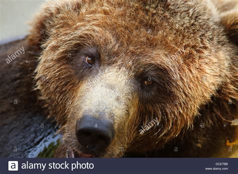 Grizzly bear eyes hi-res stock photography and images - Alamy