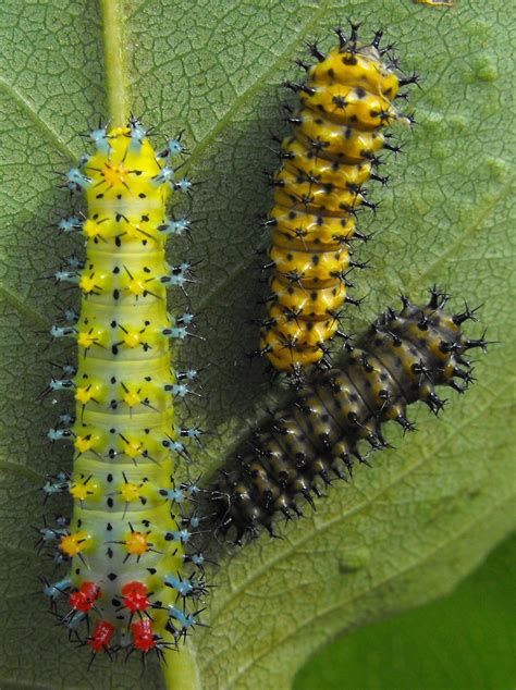 Hyalophora cecropia: caterpillars change color as they grow | Caterpillar eating, Caterpillar ...