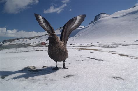 Antarctic Birds Remember Which Humans Have Wronged Them | Popular Science