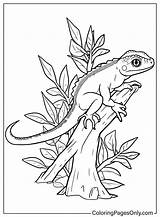 Lizard Coloring Sheet For Kids  Free Printable Pages sketch template