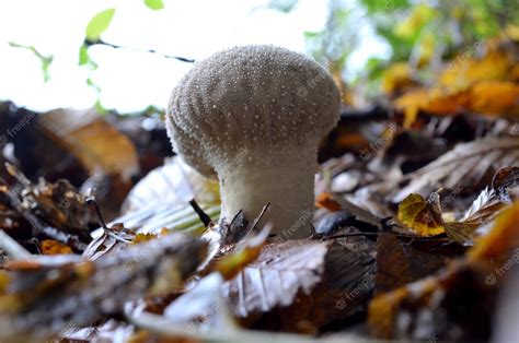 Premium Photo | Common Puffball