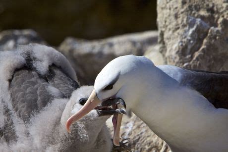 Adult Blackbrowed Albatross Thalassarche Melanophrys Feeding Editorial Stock Photo - Stock Image ...