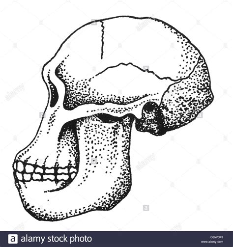 Homo Habilis Skull For Sale | IQS Executive