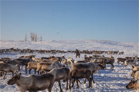 Life of the Nenets Reindeer Herders in the Russian North · Russia Travel Blog