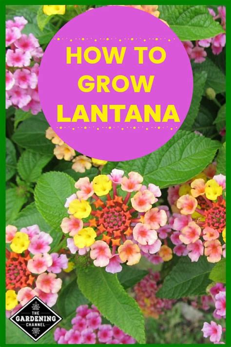 How To Grow Lantana From Seed | Families Knowledge