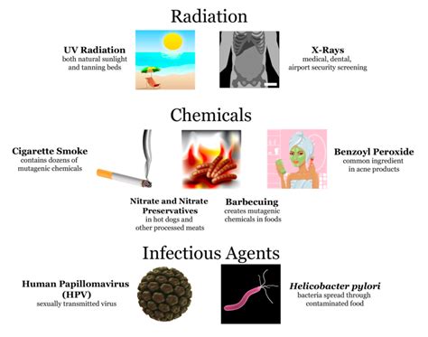 Mutagenic Agents: Types, Mechanism & Irradiation Breeding : Plantlet