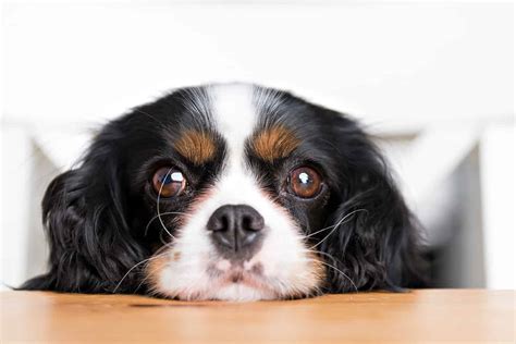 Dog facial expressions: Understand how your dog communicates