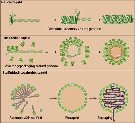 capsid assembly in cytoplasm ~ ViralZone